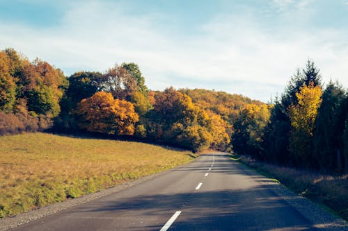 Free A Gray Road Between Trees Stock Photo