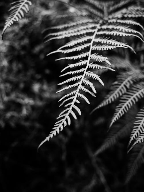 Grayscale Photo of a Fern Plant