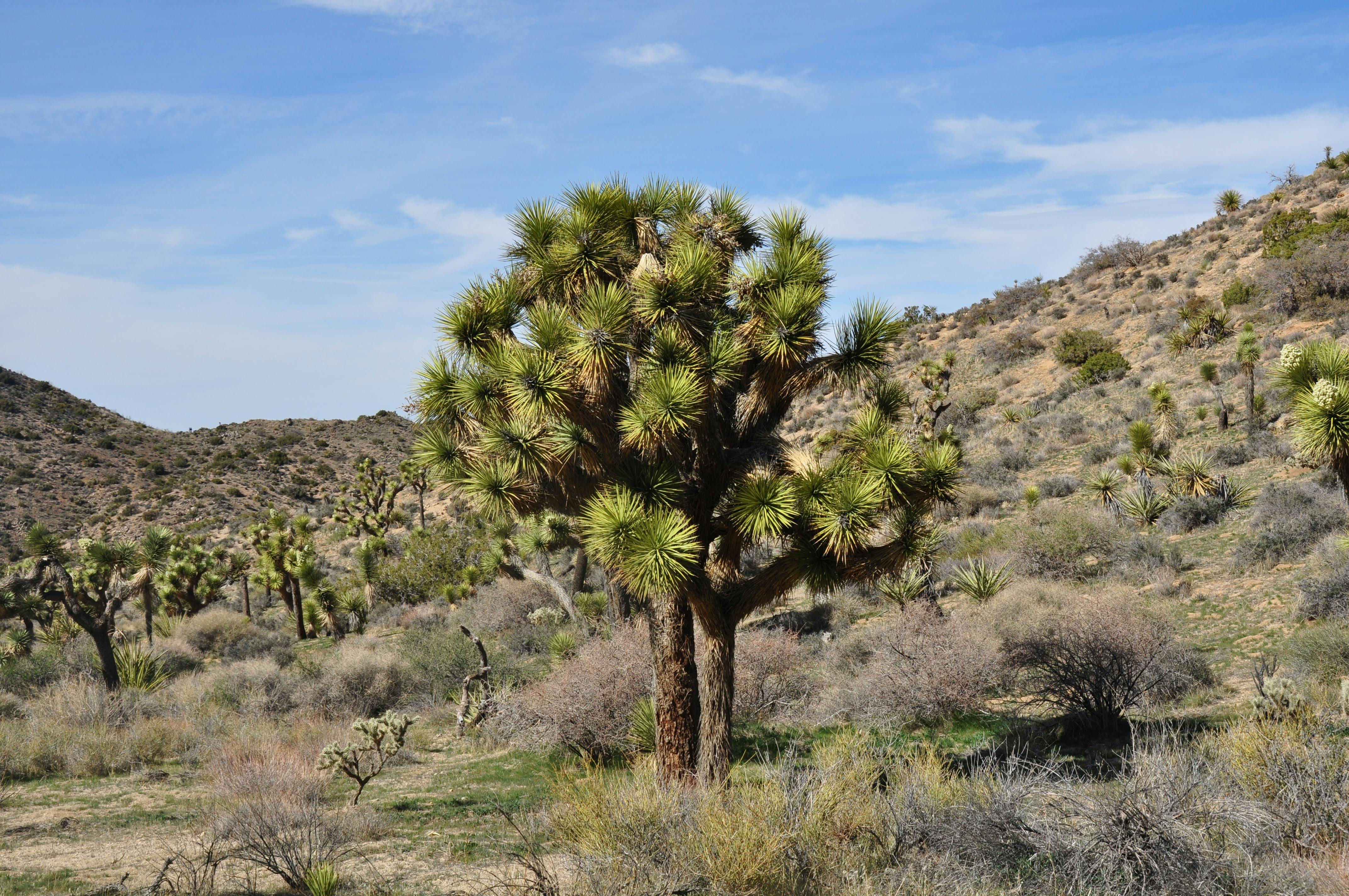 view of trees in a valley in the joshua tree national park in california usa