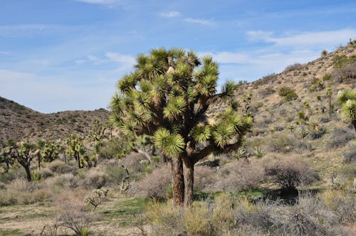 View of Trees in a Valley in the Joshua Tree National Park in California, USA