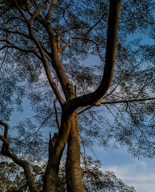 Fotobanka s bezplatnými fotkami na tému azúrová, jasne modrá obloha, purpurová obloha