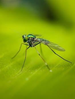 Close-up photo of a metallic green fly, known as Dolichopodidae, resting on a vibrant green leaf.