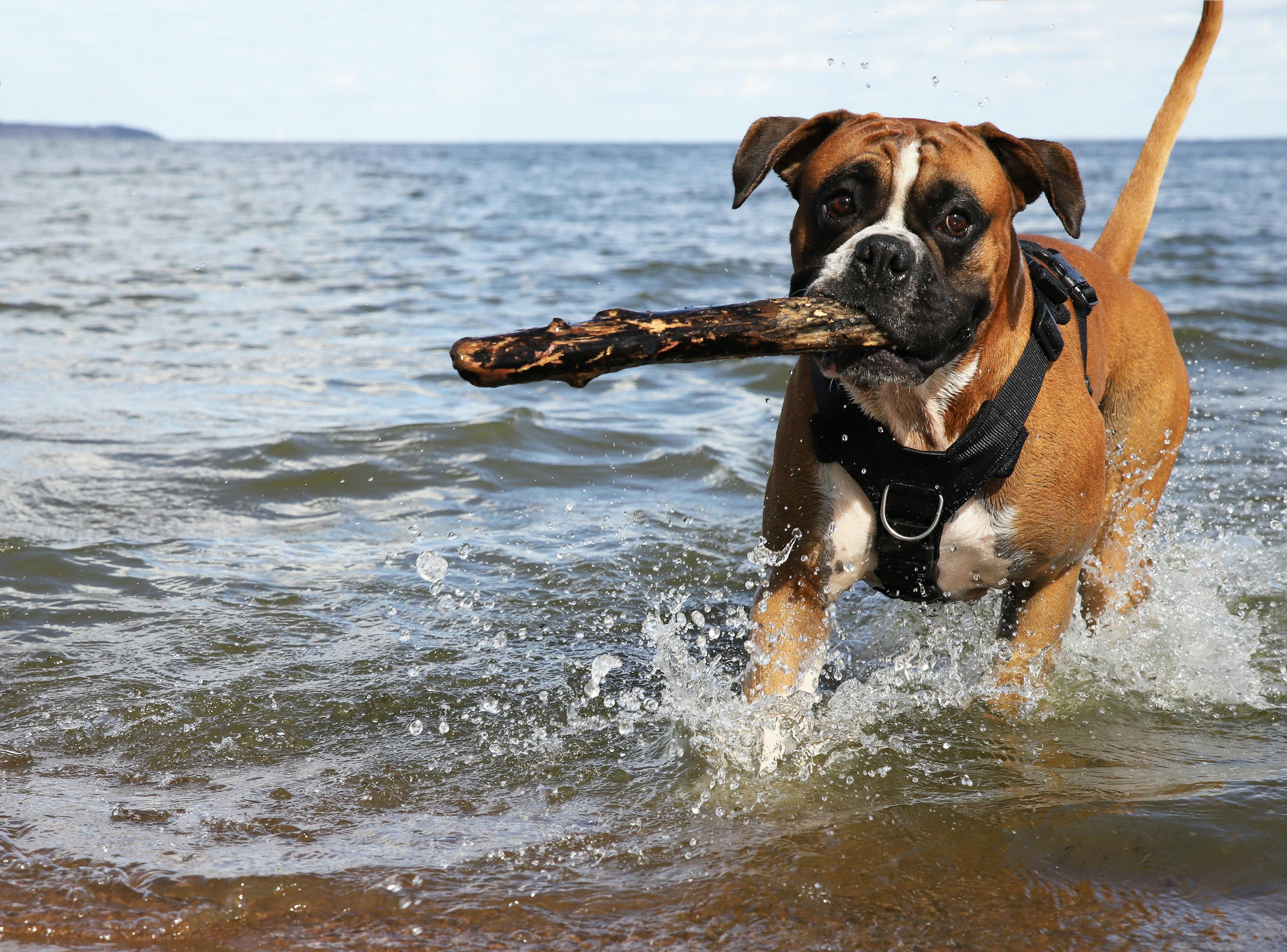 Free stock photo of boxer dog, dog fetch, Happy dog