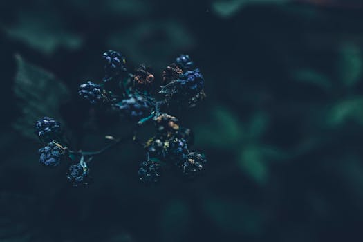 Dark, moody close-up of blackberries in natural lighting. Perfect for nature or food-themed projects.