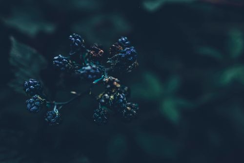 Free Dark, moody close-up of blackberries in natural lighting. Perfect for nature or food-themed projects. Stock Photo