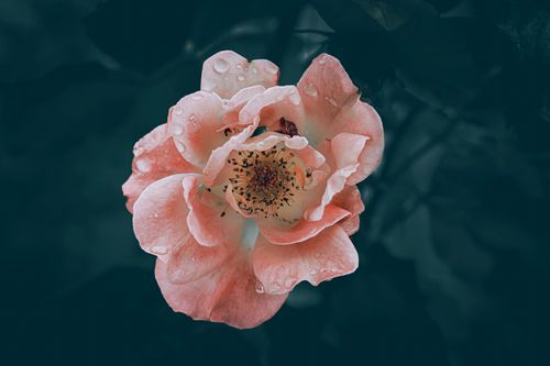 Free Close-up of a pink rose with water droplets showcasing delicate petals in a moody atmosphere. Stock Photo