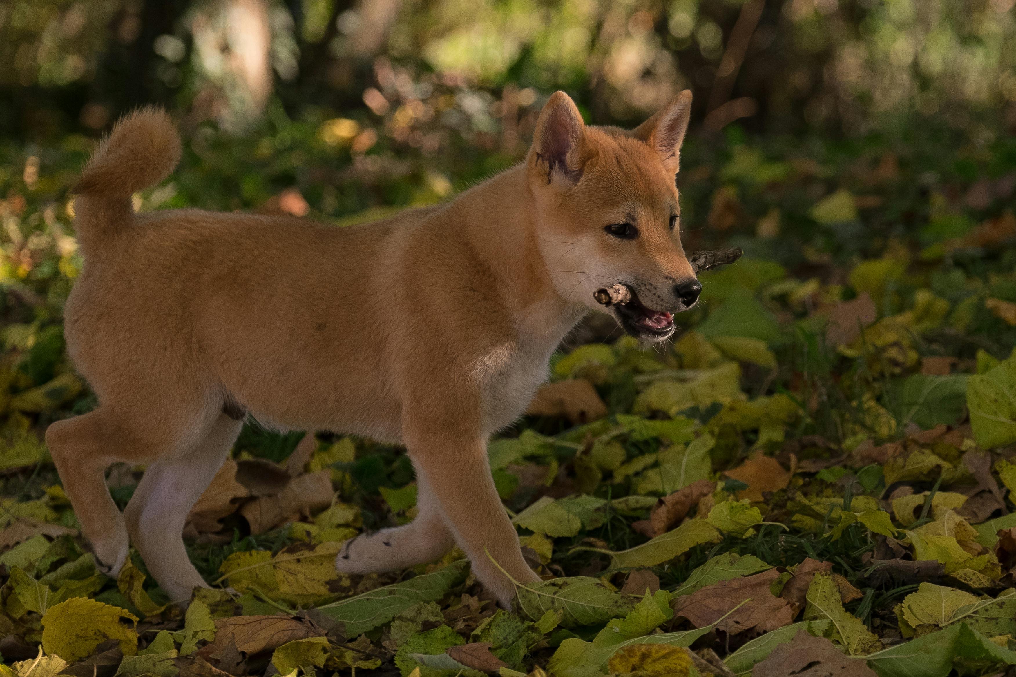 Brown Short Coated Dog Biting Wooden Stick · Free Stock Photo