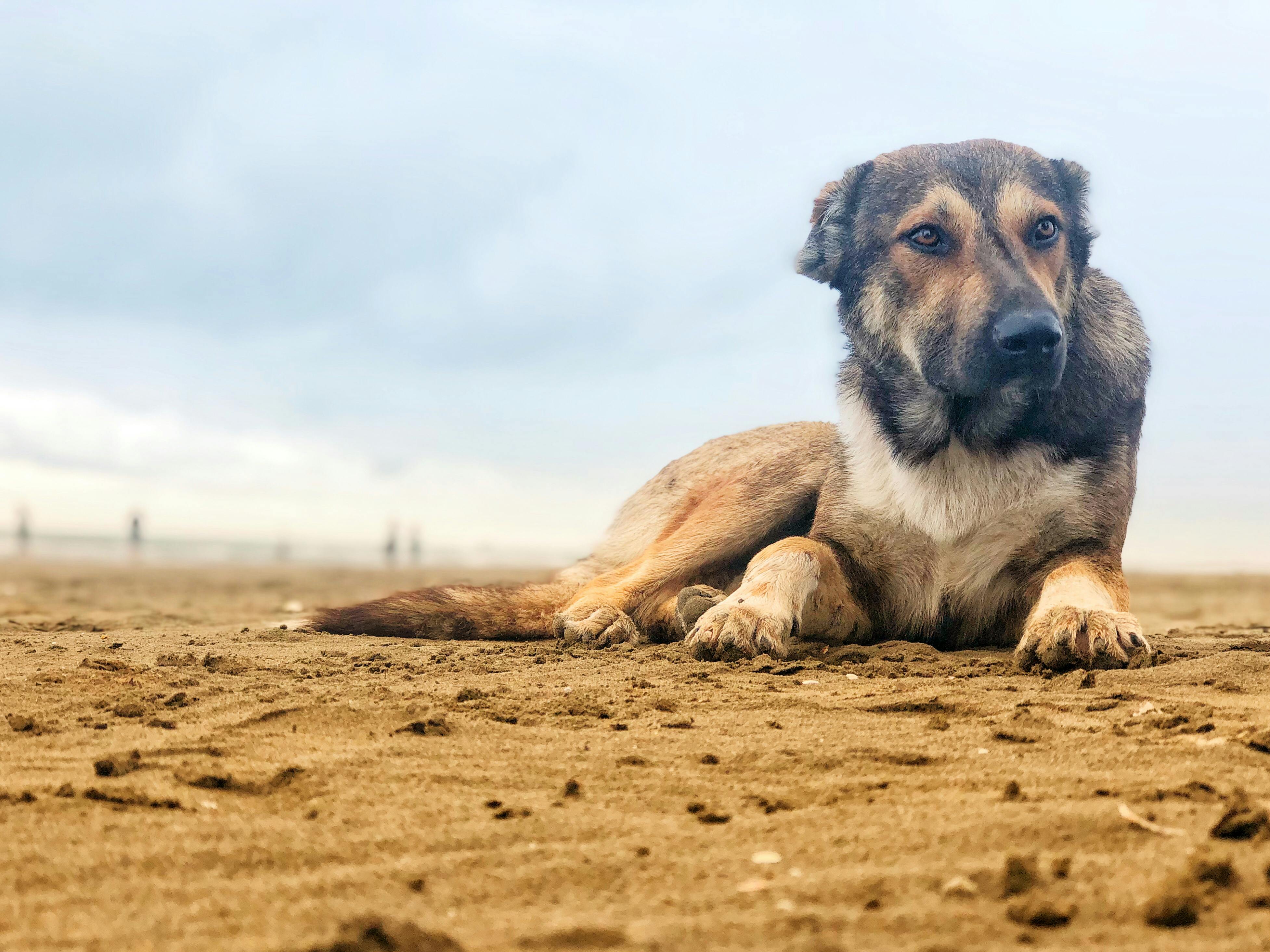 Free stock photo of #dog, dogs, North Sea