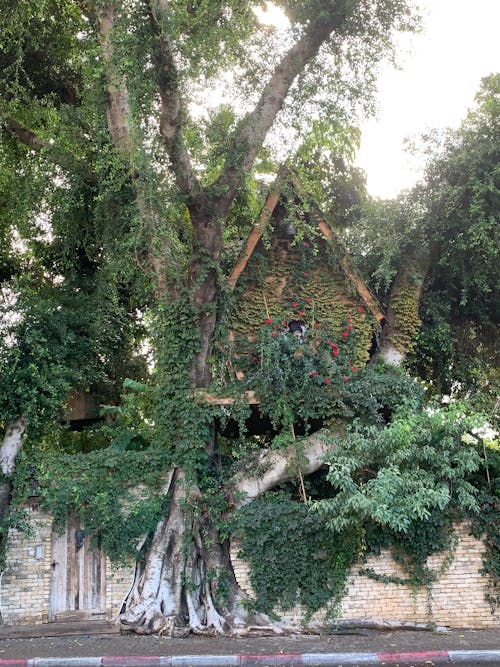 Fotos de stock gratuitas de árbol, arquitectura, casa del árbol