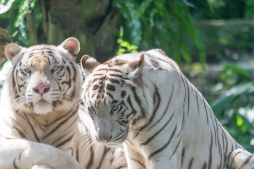 Immagine gratuita di a strisce, animali, fauna selvatica