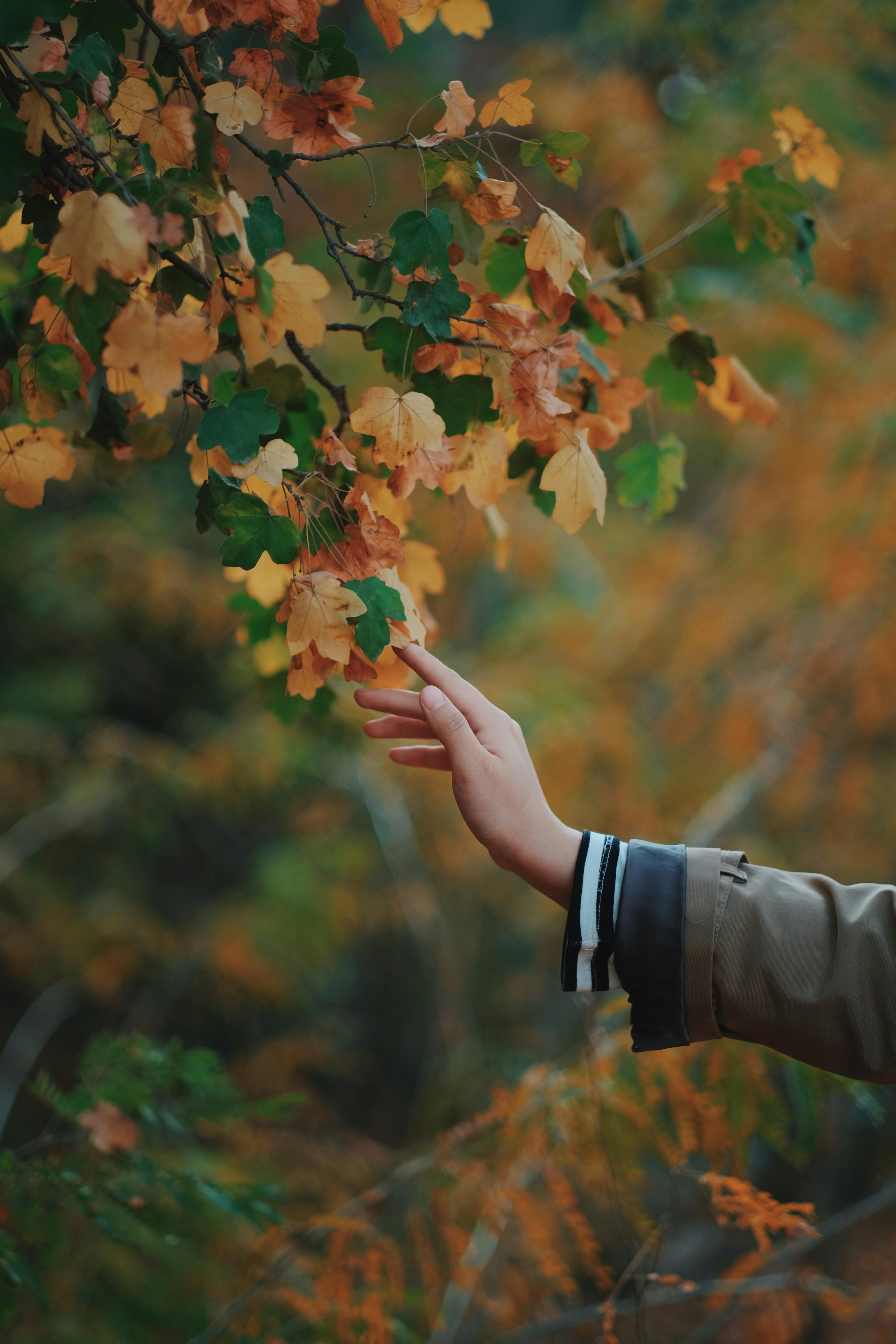 Close-up of a hand reaching out to touch vibrant autumn leaves on a tree branch.