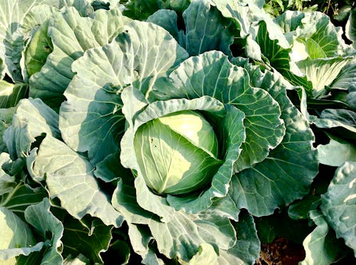 High Angle Shot of a Cabbage