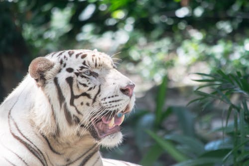 Free stock photo of animal, cat, danger