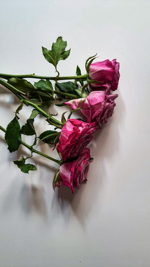 Free A bouquet of pink roses elegantly arranged on a white background, showcasing vibrant petals. Stock Photo