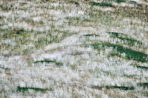 Brown Grass Field Background