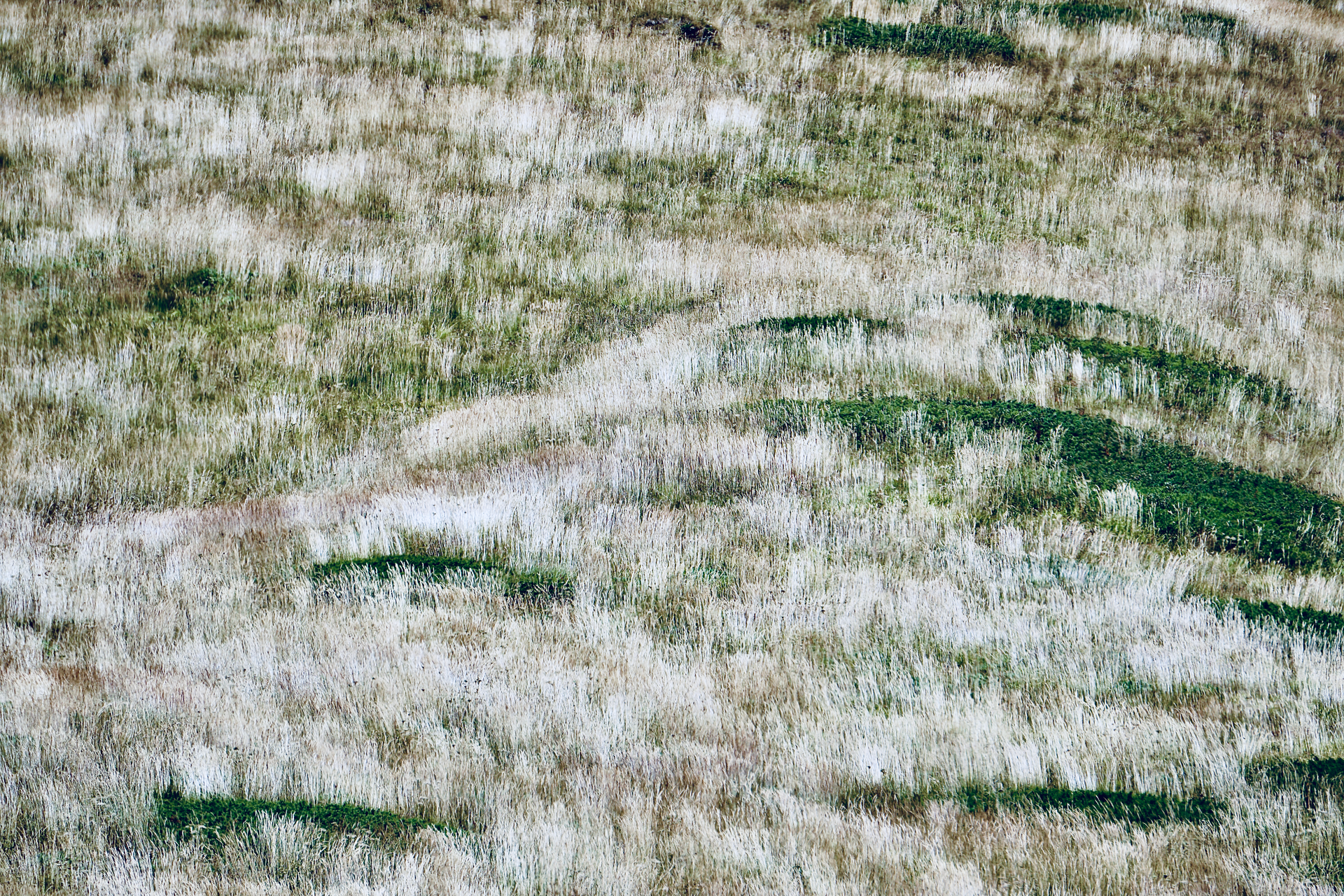 Explore the natural texture of a grassy field with various shades of green and brown.