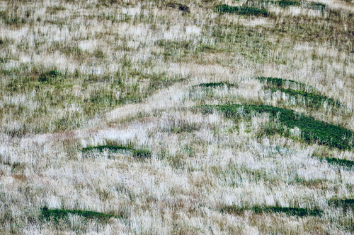 Free Explore the natural texture of a grassy field with various shades of green and brown. Stock Photo