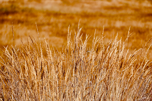 Free A vibrant image of dry golden grass in a field, highlighting natural textures. Stock Photo