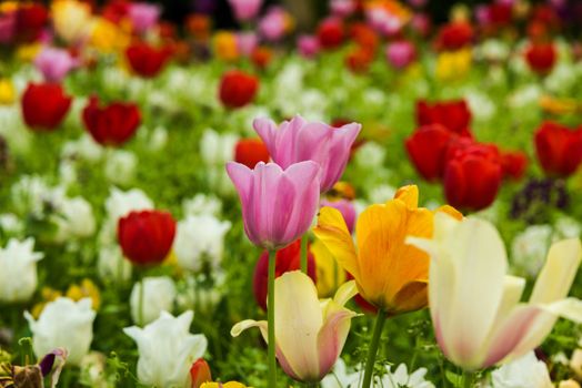 A colorful field of tulips in Istanbul, showcasing vivid red, yellow, and pink blossoms.