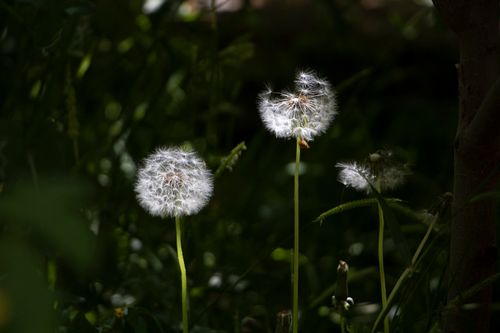 Free Close-up of dandelion seeds glowing in dark garden lighting, Tabriz, Iran Stock Photo