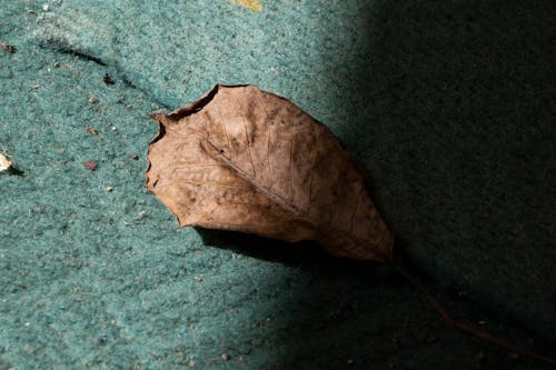 Close Up Shot of a Dry Leaf