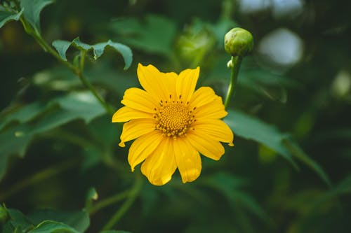 Blooming Yellow Mexican Sunflower in the Garden