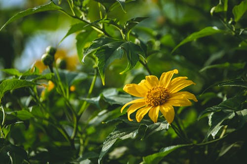 Photograph of a Blooming Sunflower