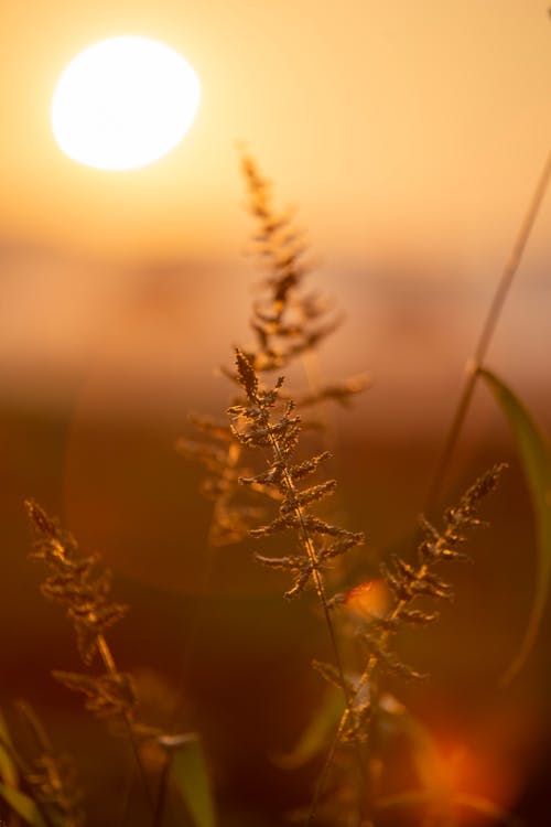 垂直拍摄, 天性, 戶外 的 免费素材图片