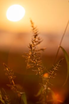 Serenely lit tall grass sways in the golden light of an enchanting sunset.