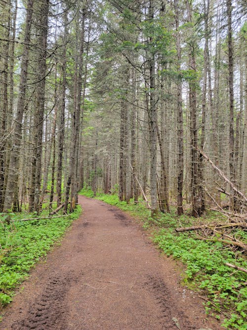 A Trail in the Forest 