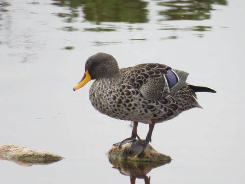 Free Yellow billed duck Stock Photo