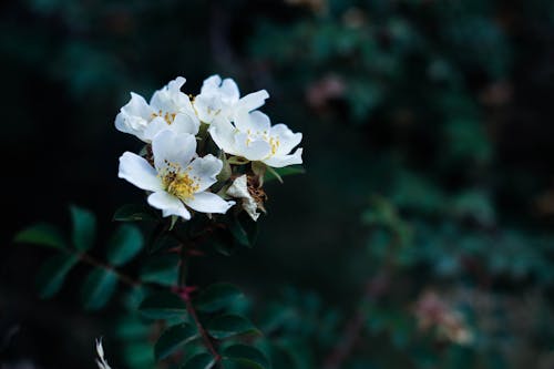 Białe Kwiaty Klastra Fotografia Selektywna