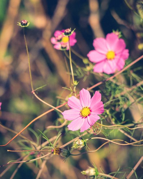 Free Beautiful pink cosmos flowers blooming in Almora, India, captured in natural light. Stock Photo