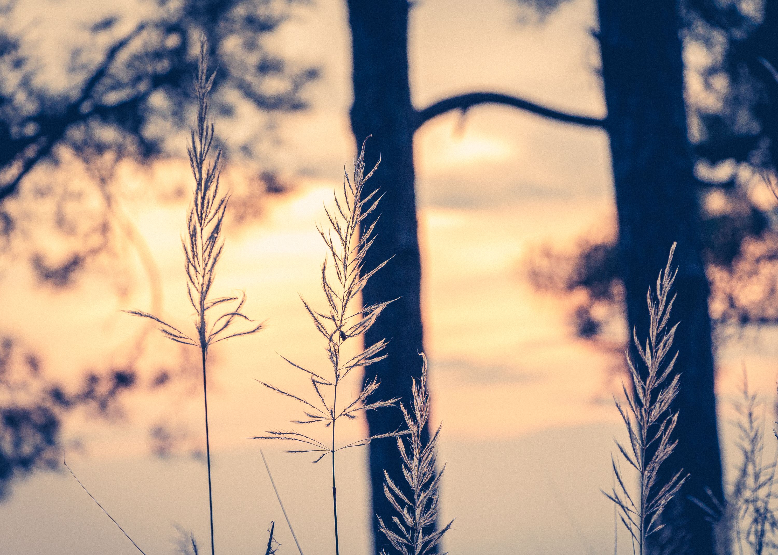 Close Up Photo of Reeds during Sunset · Free Stock Photo