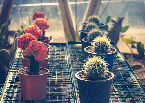 Photo of Pots with Succulents