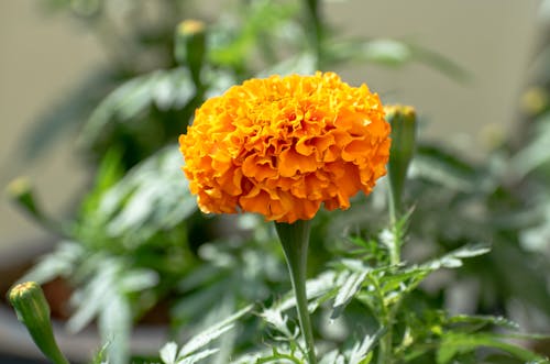 Close Up Photo of Marigolds Flower