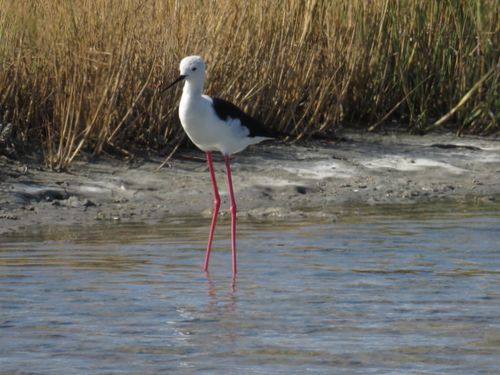 Free black winged stilt Stock Photo