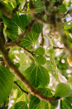 Vibrant green figs and leaves bathed in sunlight, a fresh summer scene.