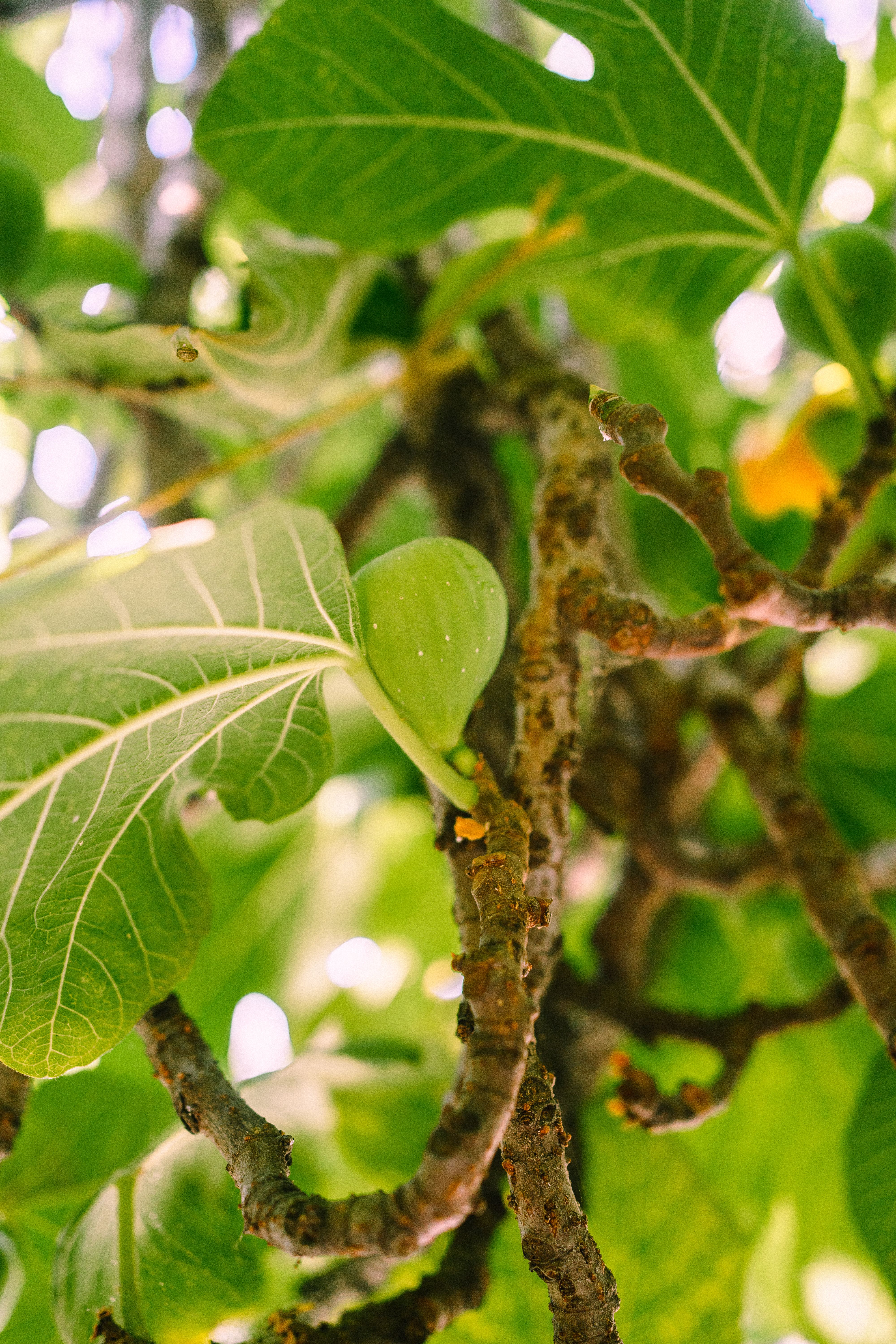 Close Up Photo of Green Leaves and Tree Branches · Free Stock Photo