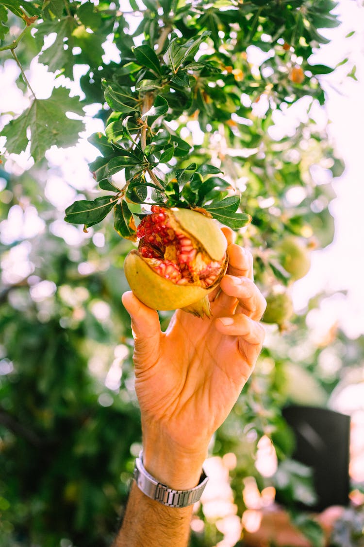 Person Picking Pomegranate On Tree