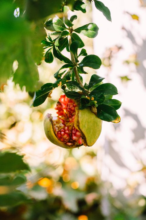 Free A detailed view of a ripe pomegranate hanging from a tree, showcasing vibrant colors and natural freshness. Stock Photo