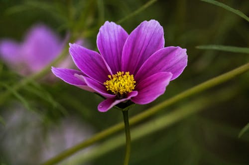 Gratuit Imagine de stoc gratuită din a închide, delicat, floare Fotografie de stoc