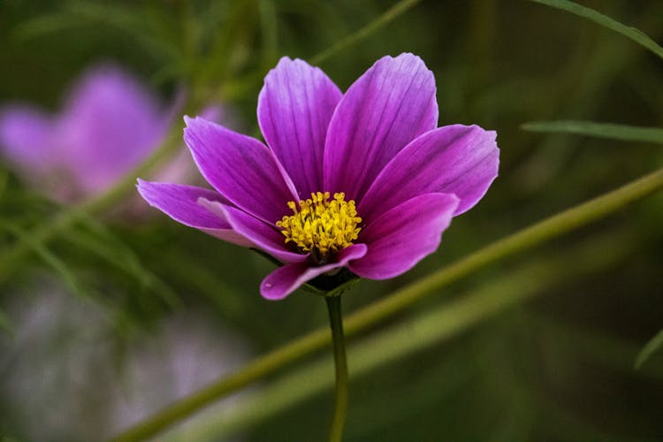 Close-Up Photo Of A Purple Garden Cosmos Flower