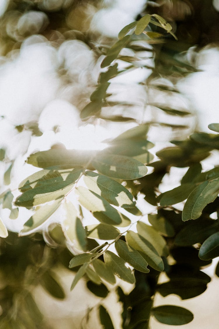 Photo Of Green Leaves