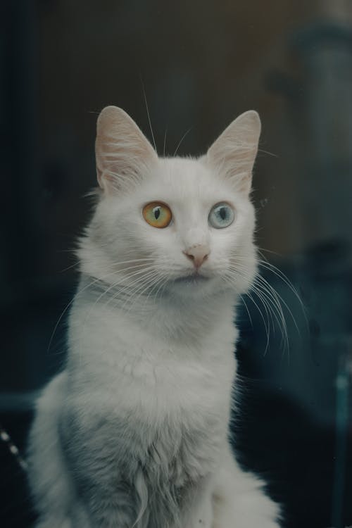 Free Cute Cat with Heterochromy Stock Photo