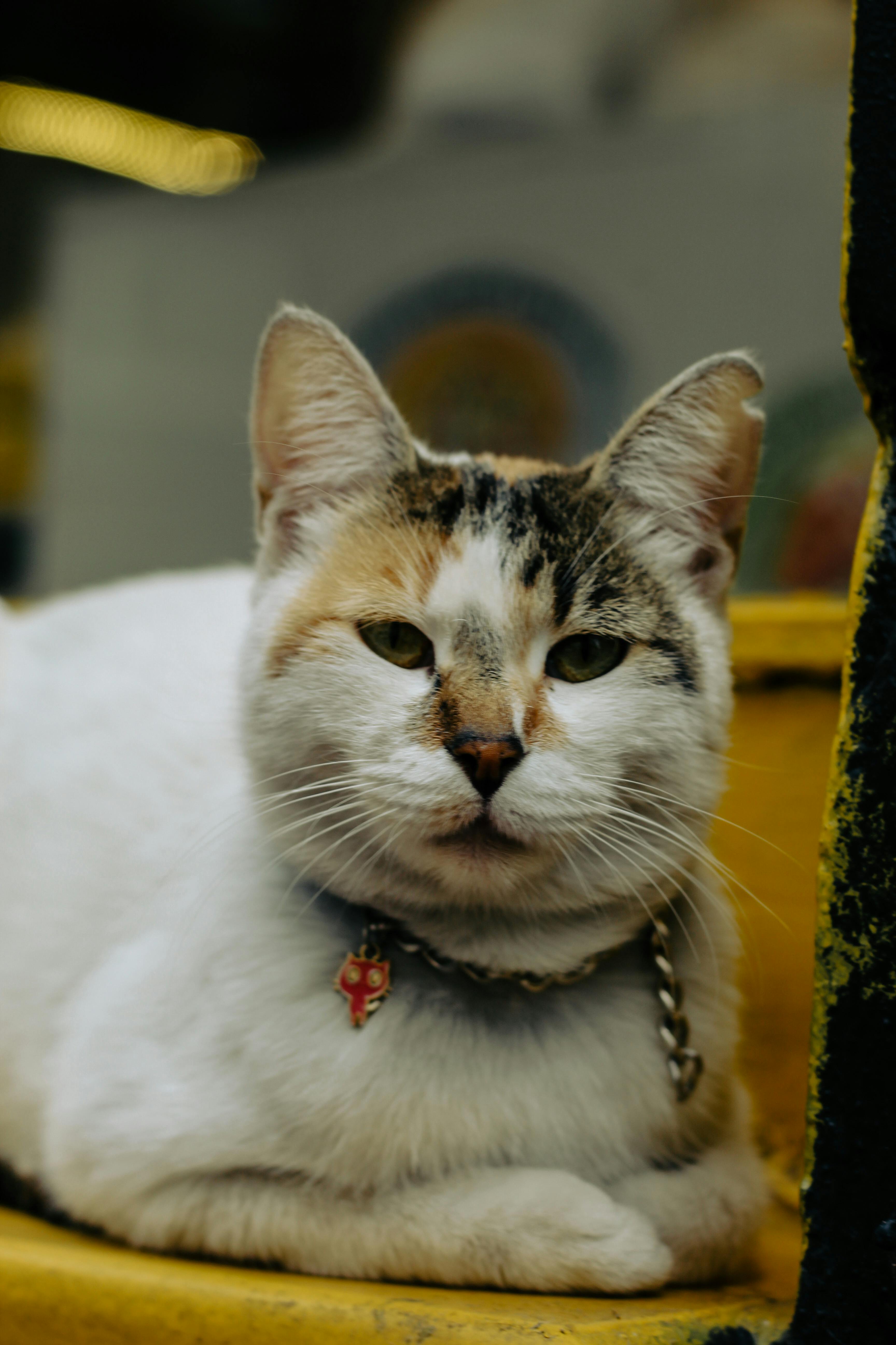 close up photograph of a domestic cat