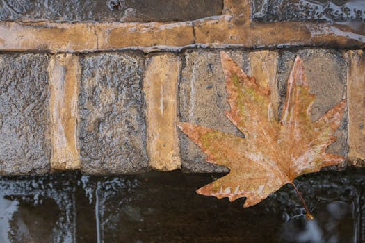 A wet maple leaf lies on textured cobblestones, capturing the essence of a rainy autumn day.
