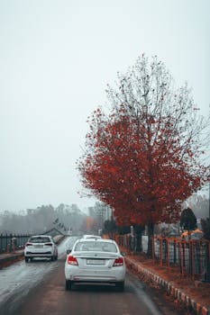 White cars drive along a scenic autumn road lined with vibrant red-leaved trees.