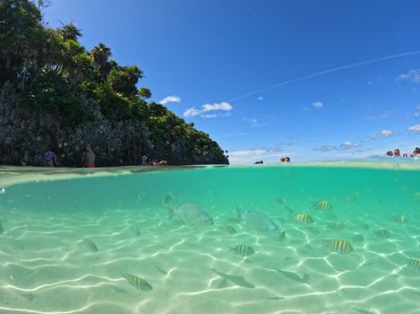 Celadon Green Sea with Fish, and Palm Trees