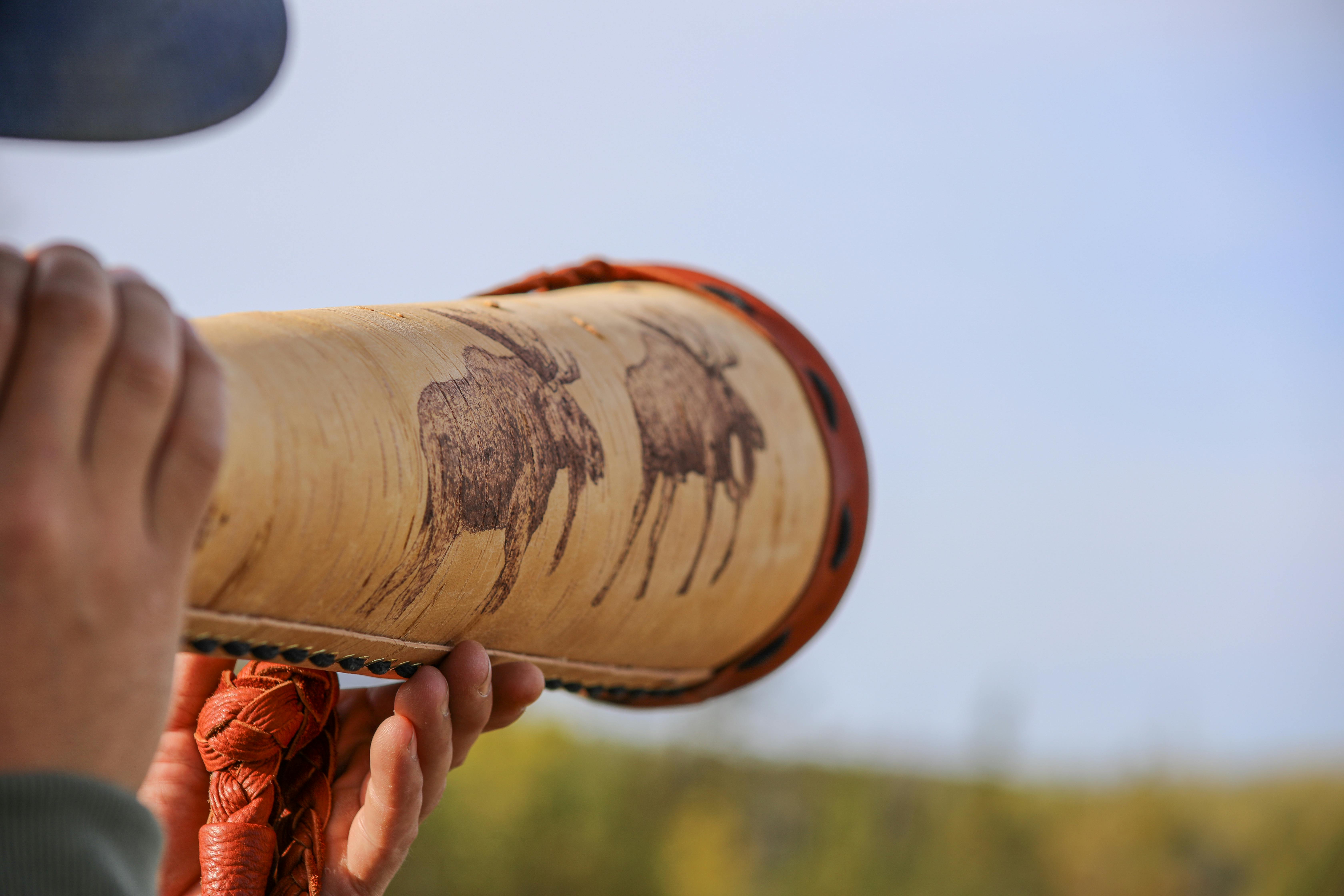 grátis Foto profissional grátis de alce, animais selvagens, ao ar livre Foto profissional